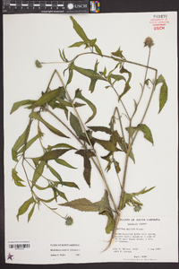 Melanthera nivea image
