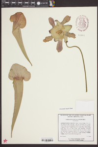 Sarracenia flava image