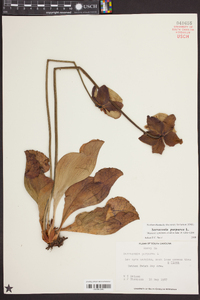 Sarracenia purpurea image