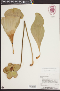 Sarracenia purpurea image