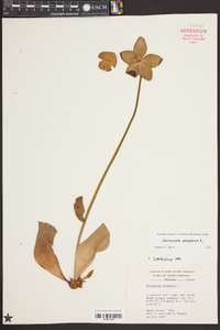 Sarracenia purpurea image