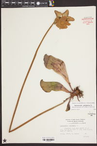 Sarracenia purpurea image