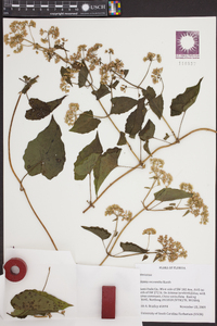 Mikania micrantha image