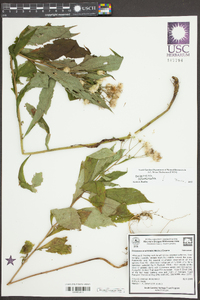 Oclemena acuminata image