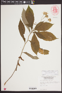 Aster acuminatus image