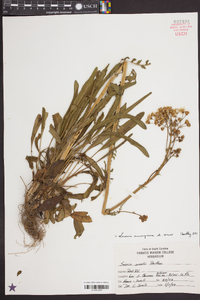 Senecio anonymus image