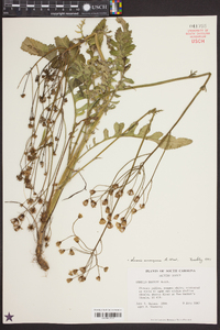 Senecio anonymus image