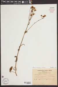 Senecio anonymus image