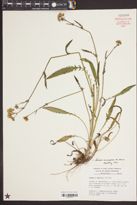 Senecio anonymus image