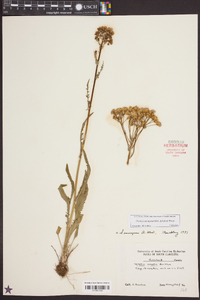 Senecio anonymus image