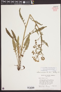 Senecio anonymus image