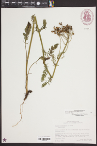 Senecio anonymus image