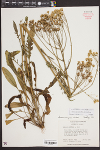 Senecio anonymus image