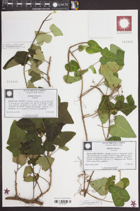 Hedera helix image