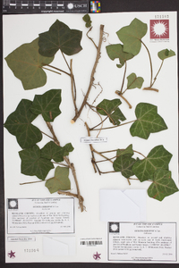 Hedera hibernica image