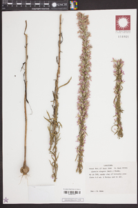 Liatris elegans image