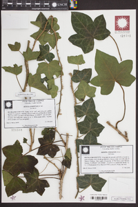 Hedera hibernica image