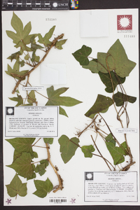 Hedera helix image