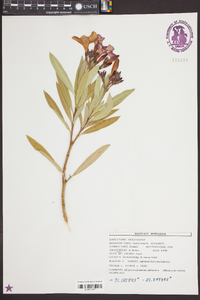 Nerium oleander image