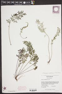 Senecio millefolium image