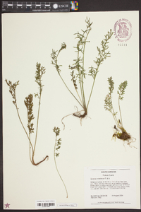 Senecio millefolium image