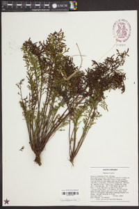 Senecio millefolium image