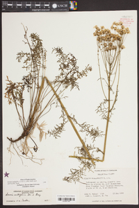 Senecio millefolium image