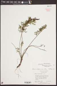 Senecio millefolium image