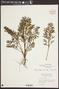 Senecio millefolium image