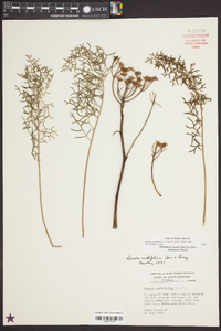 Senecio millefolium image