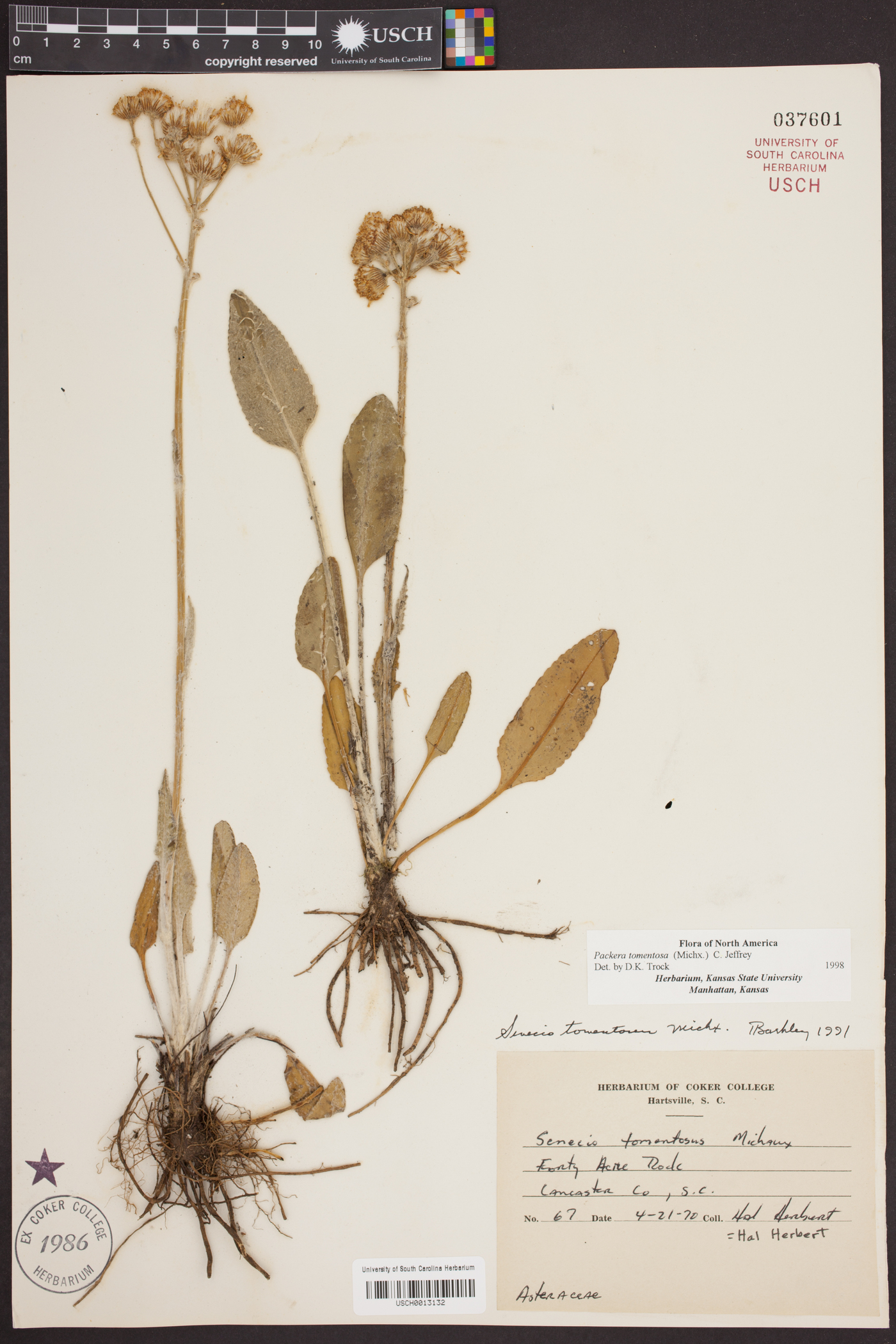 Packera tomentosa image