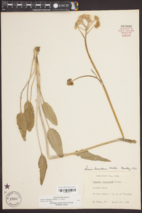 Packera tomentosa image