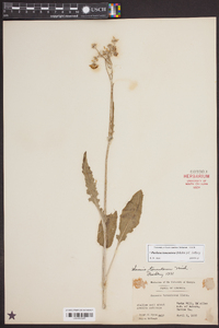 Packera tomentosa image