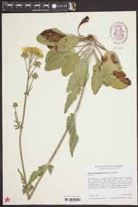 Packera tomentosa image