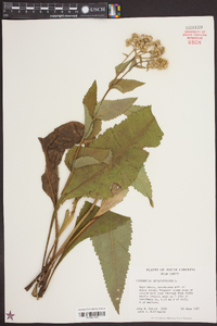 Parthenium integrifolium image