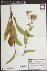 Parthenium integrifolium image