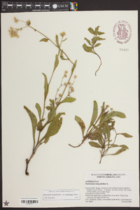 Parthenium integrifolium image