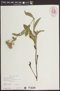 Parthenium integrifolium image