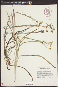 Pityopsis aspera image