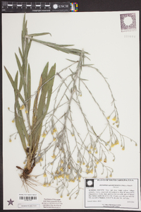 Pityopsis graminifolia image