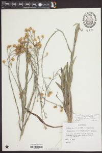 Pityopsis graminifolia image