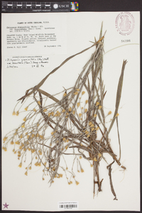Pityopsis graminifolia var. tenuifolia image