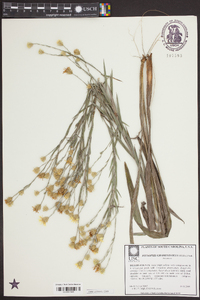 Pityopsis graminifolia image