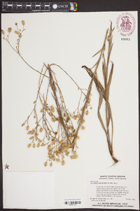 Pityopsis graminifolia image