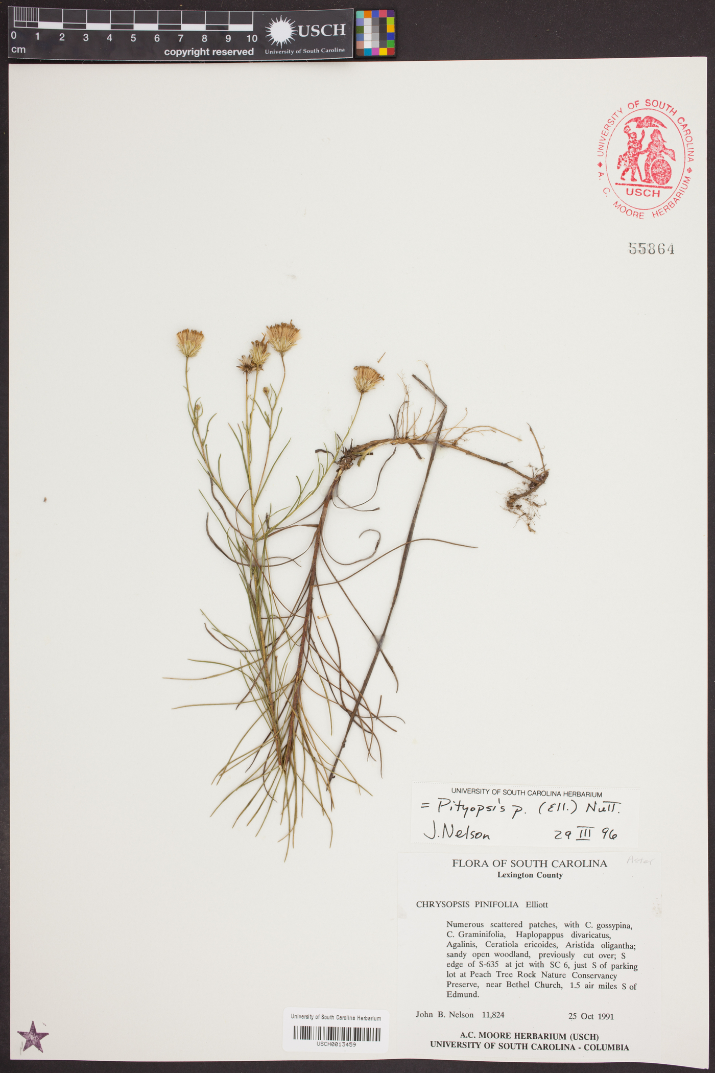 Pityopsis pinifolia image