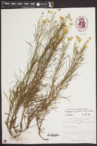 Pityopsis pinifolia image