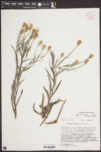 Pityopsis flexuosa image