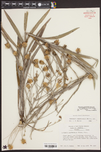 Pityopsis graminifolia var. latifolia image