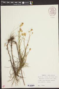 Heterotheca pinifolia image