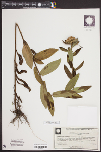 Pluchea baccharis image